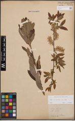 Foto von Salix cinerea L.